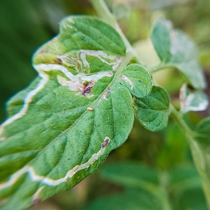 HEDO Delta Pheromone Trap with Tuta Lure for Tomato Leaf Miner(Tuta absoluta) to Control Damage in Tomato Pack of 5