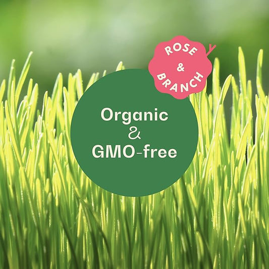 Rose & Branch Organic Wheat Grass Seeds for Indoor Cats - Cat Grass Seeds - 16 Ounces - 100% Organic Non-GMO - Hard Red Wheat - Harvested in USA - Easy to Grow