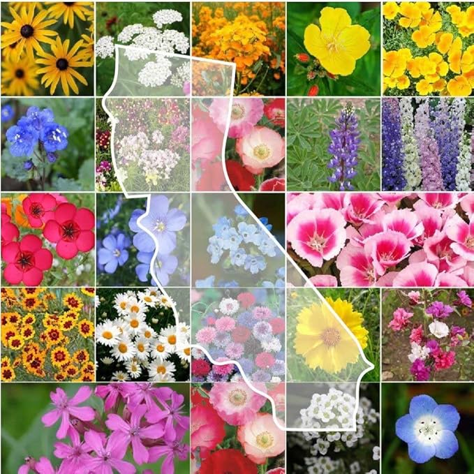 Eden Brothers California Wildflower Mixed Seeds for Planting, 10 lb, 4,800,000+ Seeds with Black Eyed Susan, Shasta Daisy | Attracts Pollinators, Plant in Spring or Fall, Zones 3, 4, 5, 6, 7, 8, 9, 10
