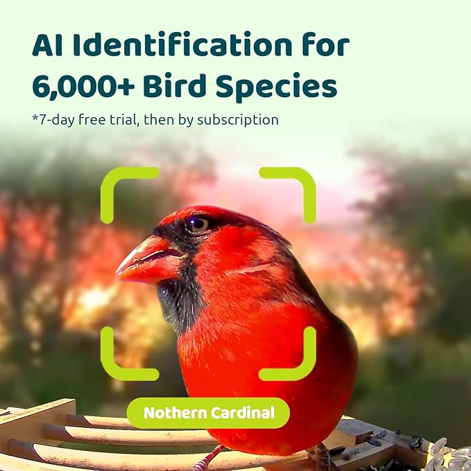 Birdfy Smart Bird Feeder with Camera, High-End Bamboo, Solar Powered, 2K HD Live Stream, Auto Capture Birds & Notify in Time, AI Recognition, Ideal Present for Bird-Watching&Learning