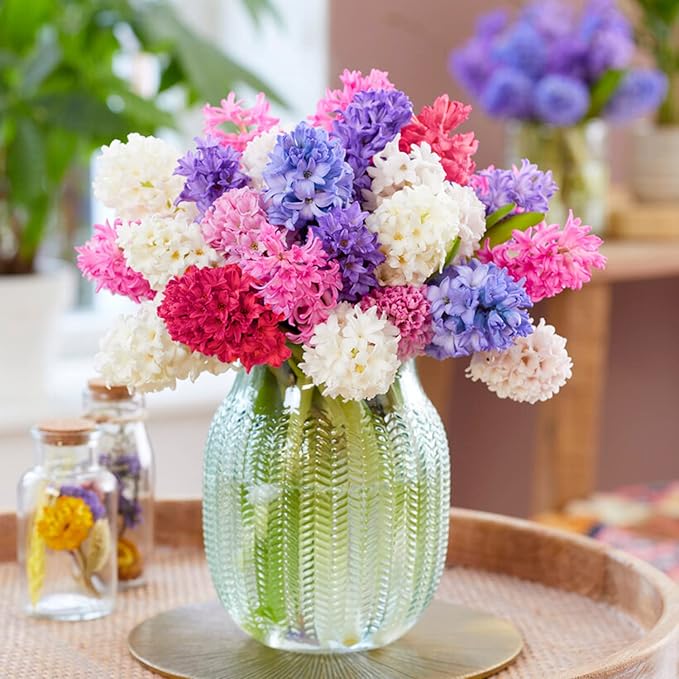 Garden State Bulb Giant Mixed Hyacinth Flower Bulbs, 15/16cm, Fragrant, Fall Planting (Bag of 50)