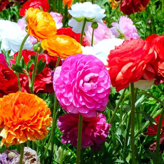 Amazing Deal (15 Pack) Double Dutch Buttercup Mixed Perennial Flower Bulbs - Magnificent Brightly Colored Double Blossom Rose-Like Flowers - Variety Ranunculus Pack - 1000's Sold