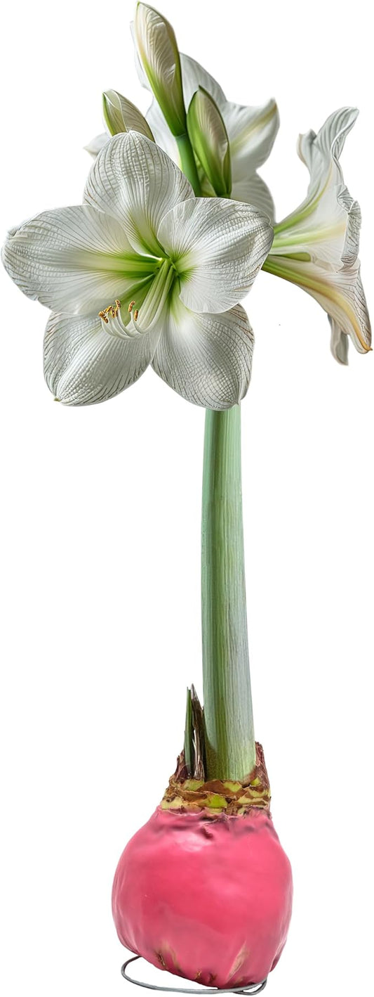 Bonnie Plants Pink Waxed White Candle Amaryllis Bulb, Live Plant, Single Bulb