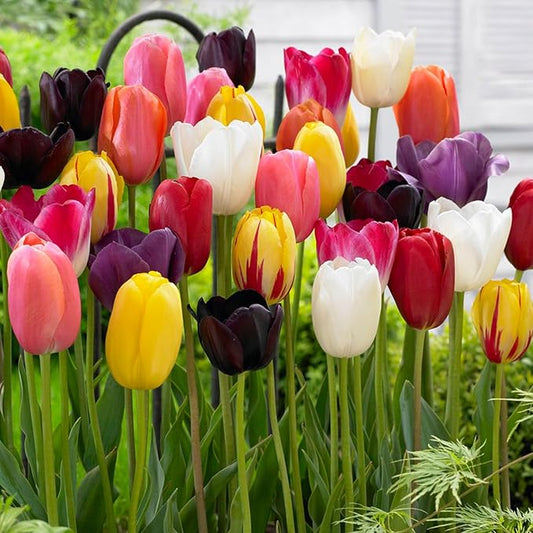 Garden State Bulb Bright Sunshine Mix Single Late Tulip Flower Bulbs, 12/+ cm, Fall Planting (Bag of 50)