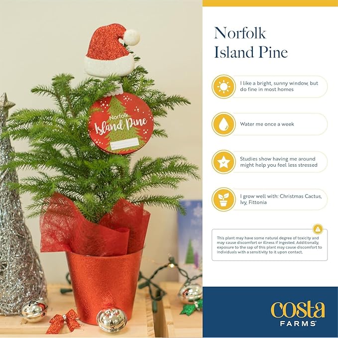 Costa Farms Live Small Norfolk Island Pine Christmas Tree in Modern Décor Planter, Holiday, Christmas Gift, Decoration, Holidays Room Decor, 10-12 Inches Tall