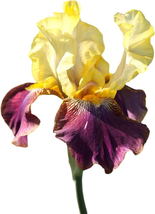 Easy to Grow Bearded Iris Blatant - 9 Plant Bulbs Rhizomes, Purple & Yellow Flowers in Spring to Fall, Full Sun Low Maintenance