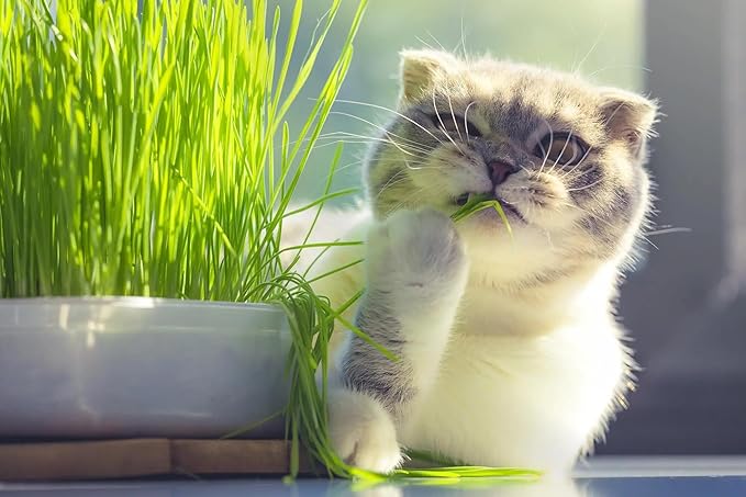 Organic Cat Grass Growing Medium by Gardenera - Create a Safe and Healthy Environment for Your Cat - 2 QUARTS