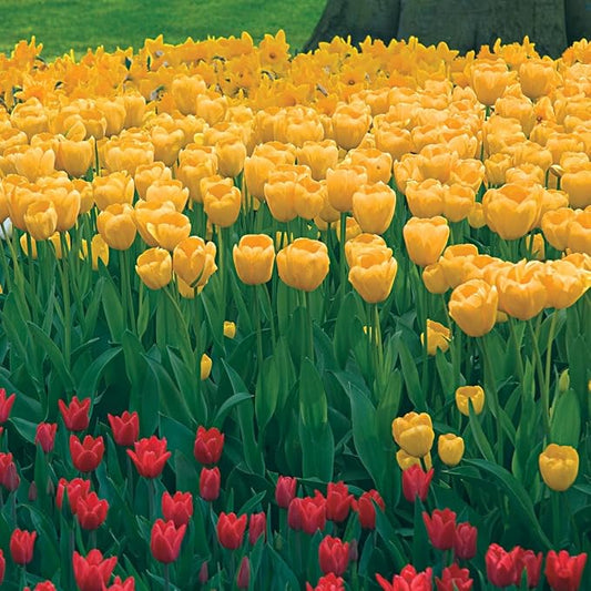 Direct Gardening Golden Apeldorn Darwin Hybrid Perennial Tulips, Dormant Spring Flowering Bulbs, 20 per Offer