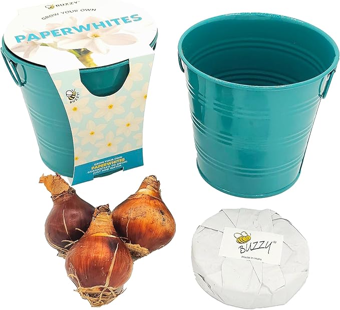 BUZZY Seeds Holiday Paperwhites Grow Kit, Complete with Bulbs, Teal Pail, Growing Medium, and Easy-to-Follow Instructions, Windowsill Gardening, Holiday Decor, Seasonal Gift for Home or Office