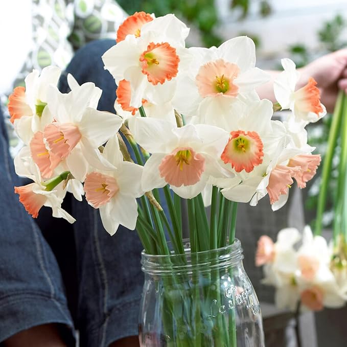 Garden State Bulb Pink Mix Daffodil Flower Bulbs, 14/16cm, Fall Planting (Bag of 100)
