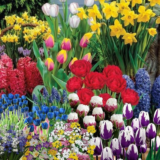 50 Mixed Flowers Bulbs for Fall Planting, Early Spring Bloom, 50 Days Colorful Blooms, Top Size Bulb, Easy Care, 5 Random Varieties for Groundcover