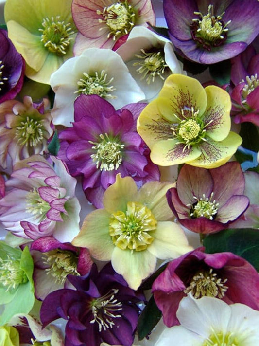 Perennial Farm Helleborus o. 'Brandywine' No. 1