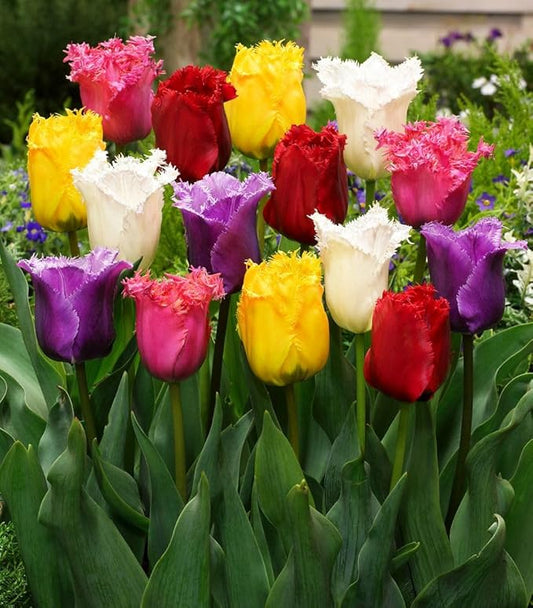 Mix Triumph Tulips 10 Bulbs for Fall Planting Colorful Flower Tulipa Darwin Hybrid Changing Colors Mixture Size 12+ 4 Varieties to Choose (Fringed Mixture, 10, Mix Color)