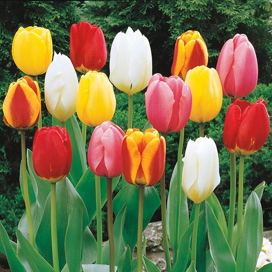 Direct Gardening Mid-Season Spring Flowering Perennial Tulip Mixture, Dormant Bulbs, 35 per Offer