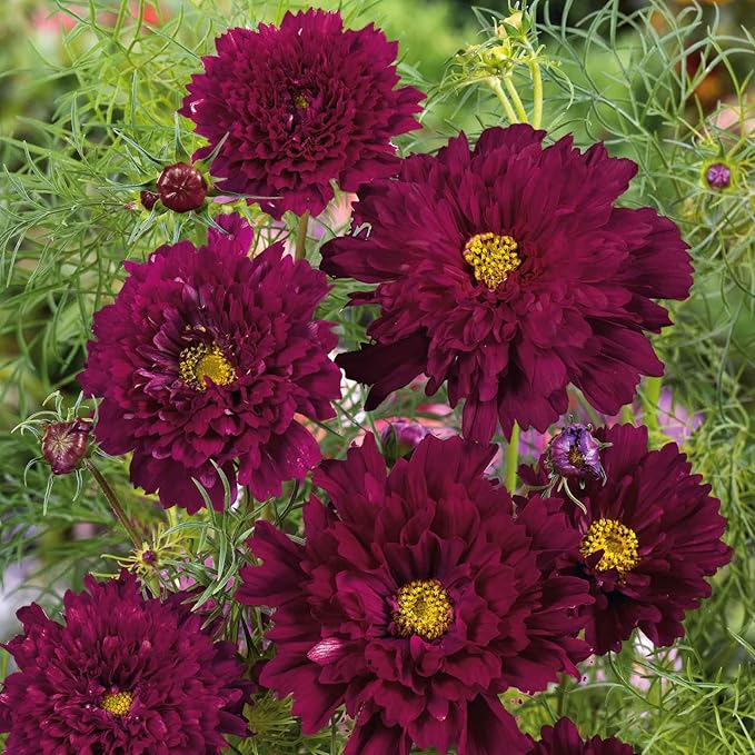 Eden Brothers Cosmos Seeds - Double Click Cranberries