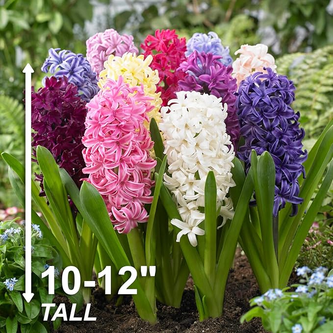Garden State Bulb Giant Mixed Hyacinth Flower Bulbs, 15/16cm, Fragrant, Fall Planting (Bag of 25)