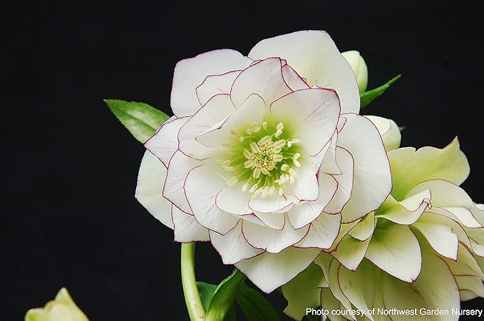 Perennial Farm Marketplace Helleborus W.J. 'Fire & Ice' Perennial, 1 Quart, Double White with Pinkish-Red Edges