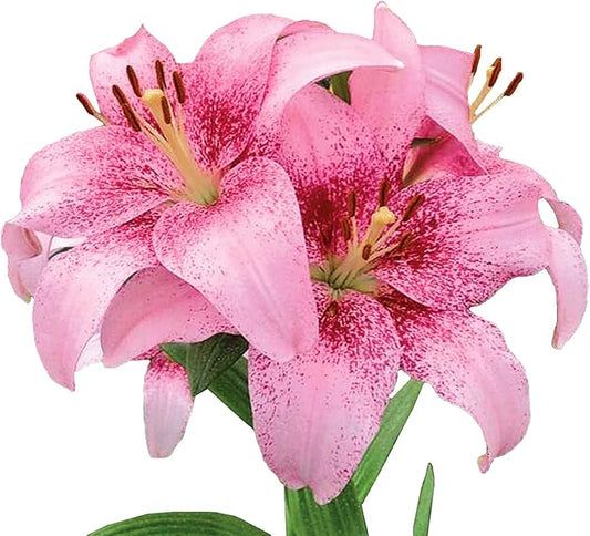 Easy to Grow Lilium Asiatic Tango Lily 'Pink Brush' Plant Bulbs (3 Pack) - Pink Flowering Blooms in Summer Gardens