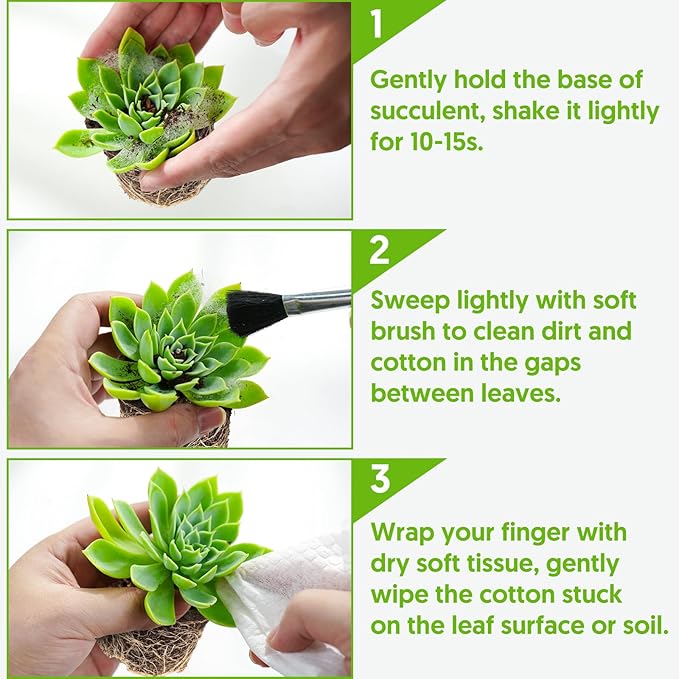 Sprout N Green 10 Assorted Succulents with Root, 10 Different Varieties Live Plants Collection, Without Plant Pot, Great for Gardener Beginner, DIY Projects, Wedding Party Favor