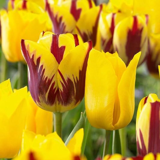 Garden State Bulb Yellow and Maroon Mix Triumph Tulip Flower Bulbs, 12/+ cm, Fall Planting (Bag of 25)