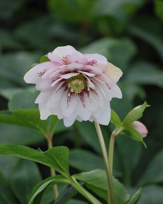 Perennial Farm Marketplace Helleborus x W.J. 'Cotton Candy' (Lenten Rose) Perennial, 1 Quart, Pink Flowers