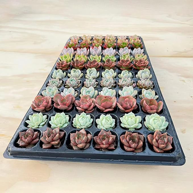 Sprout N Green 1 Assorted Succulents with Root, Live Plants Collection, Without Plant Pot, Great for Gardener Beginner, DIY Projects, Wedding Party Favor, Easy to Care