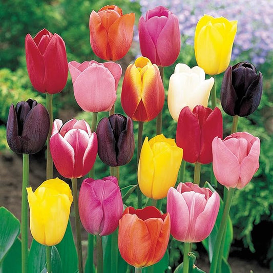 Direct Gardening Mid-Season Spring Flowering Perennial Tulip Mixture, Dormant Bulbs, 35 per Offer