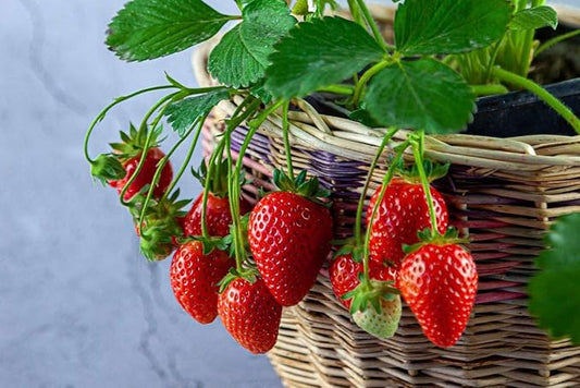 Gardenera Strawberry Premium Potting Soil Mix - Ideal Blend for Growing Robust and Flavorful Strawberries - 3 Quart