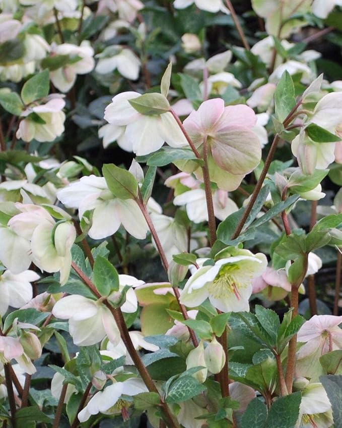 Perennial Farm Helleborus Frostkiss® Moondance™ No. 1