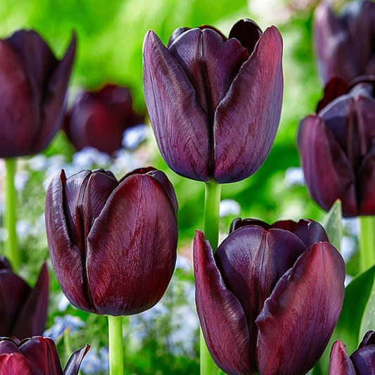 BRECK'S Queen of The Night Tulip Dark Purple Spring Flowering Bulbs - Each Offer Includes 10 Bulbs