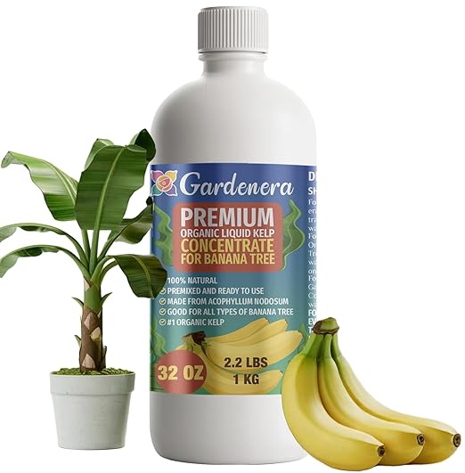 GARDENERA Premium Organic Seaweed & Kelp Superfood for Banana Trees - 32 oz - Liquid Kelp Fertilizer Concentrate (Makes 180 Gallons)