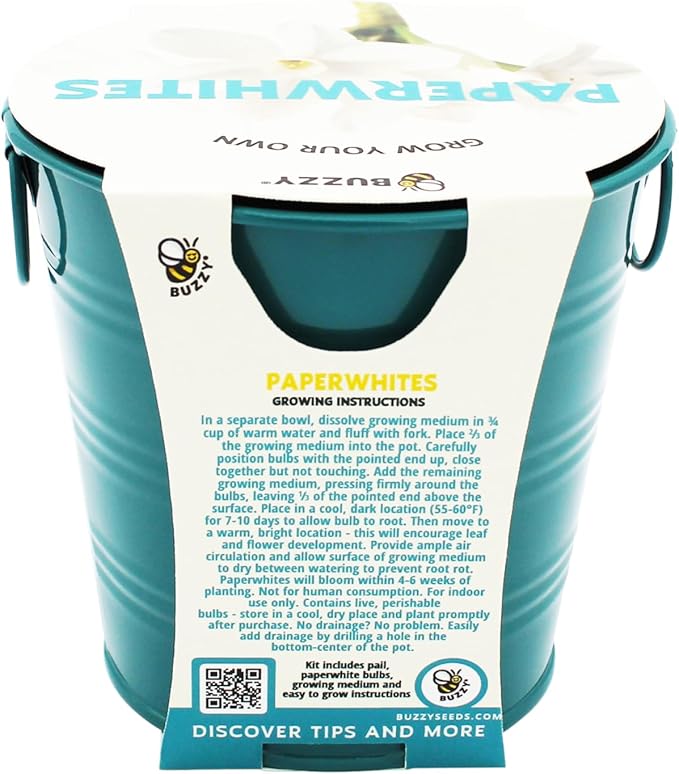 BUZZY Seeds Holiday Paperwhites Grow Kit, Complete with Bulbs, Teal Pail, Growing Medium, and Easy-to-Follow Instructions, Windowsill Gardening, Holiday Decor, Seasonal Gift for Home or Office