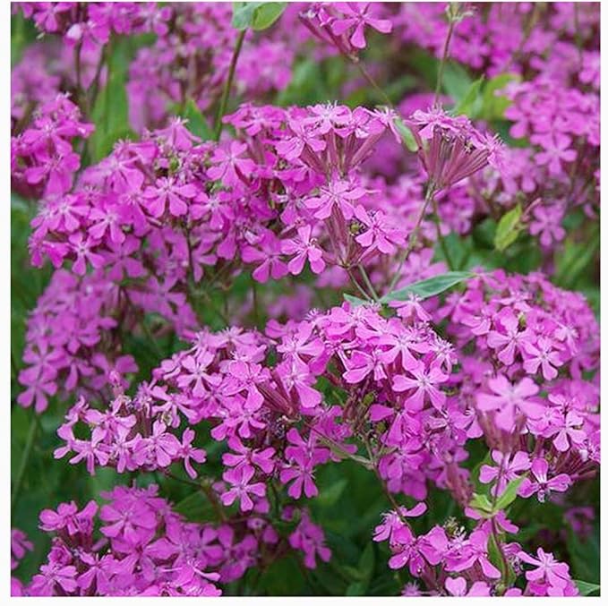 Pollinator Attracting Wildflower Seeds - Attracts Bees, Butterflies, and Other Beneficial Insects, Bees Knees Mix