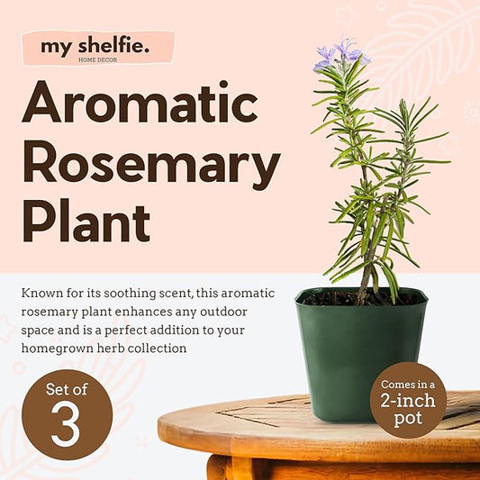 My Shelfie - Rosemary Plant Starter, Aromatic Rosemary Plants Live in 2-Inch Pot, Live Plants 2-3 Inch Tall, Blue-Purple Rosemary Herb Plants, Bee-Friendly, 5 Pieces, Green