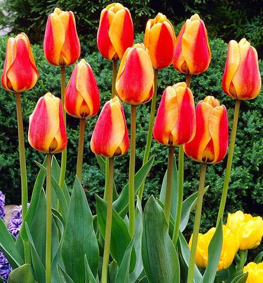 Mix Triumph Tulips 10 Bulbs for Fall Planting Colorful Flower Tulipa Darwin Hybrid Changing Colors Mixture Size 12+ 4 Varieties to Choose (Apeldoorn's Elite, 10, Mix Color)