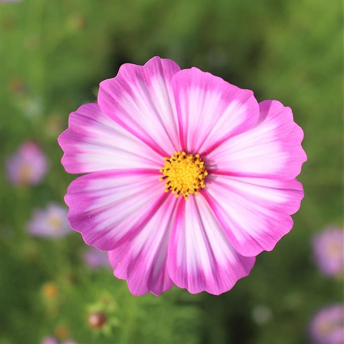 Eden Brothers Cosmos Seeds - Candystripe