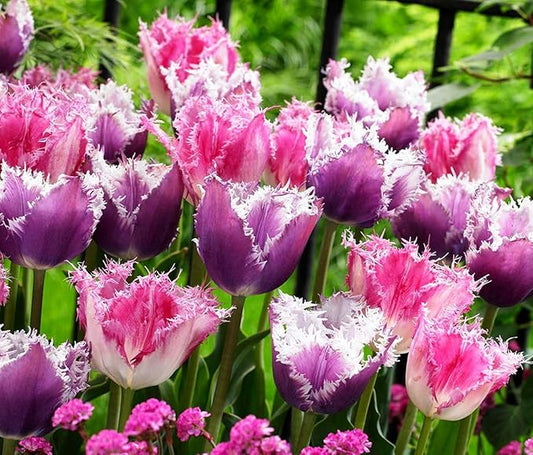 Mix Triumph Tulips 10 Bulbs for Fall Planting Colorful Flower Tulipa Darwin Hybrid Changing Colors Mixture Size 12+ 4 Varieties to Choose (Fringed Mixture, 10, Mix Color)