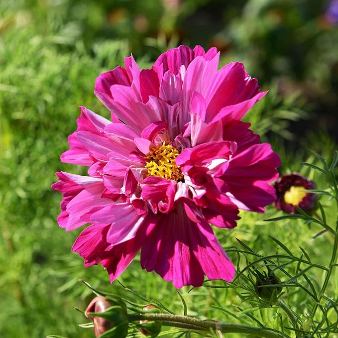 Eden Brothers Cosmos Seeds - Double Click Cranberries
