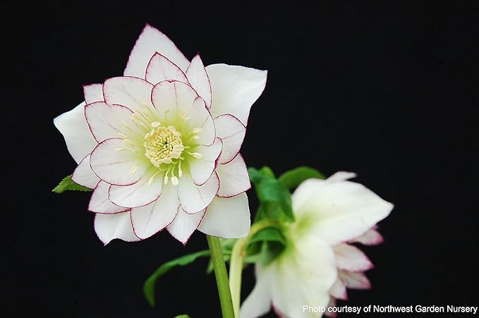 Perennial Farm Marketplace Helleborus W.J. 'Fire & Ice' Perennial, 1 Quart, Double White with Pinkish-Red Edges