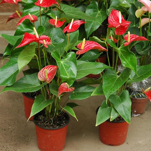 Premium Anthurium Potting Soil by Gardenera - Unlock The Full Potential of Your Plants - 5 QUARTS