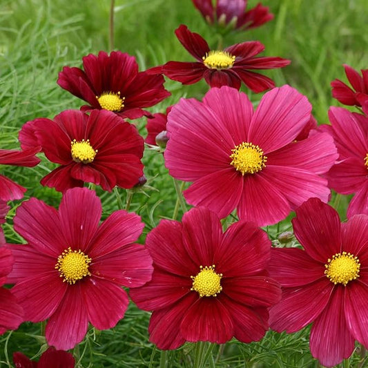 Eden Brothers Cosmos Seeds - Rubinato