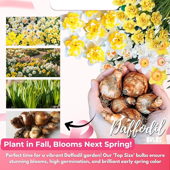 20 Daffodil Bulbs for Fall Planting, Spring-Blooming Narcissus Bulbs, Bulk Top Size Bulbs for Gardens, Borders and Flowerbeds Planting (Mixed Daffodil Bulbs)