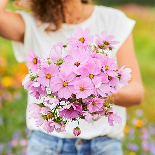Eden Brothers Cosmos Seeds - Pinkie