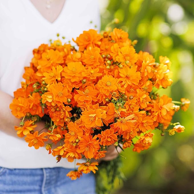 Eden Brothers Sulphur Cosmos Seeds - Crest Orange