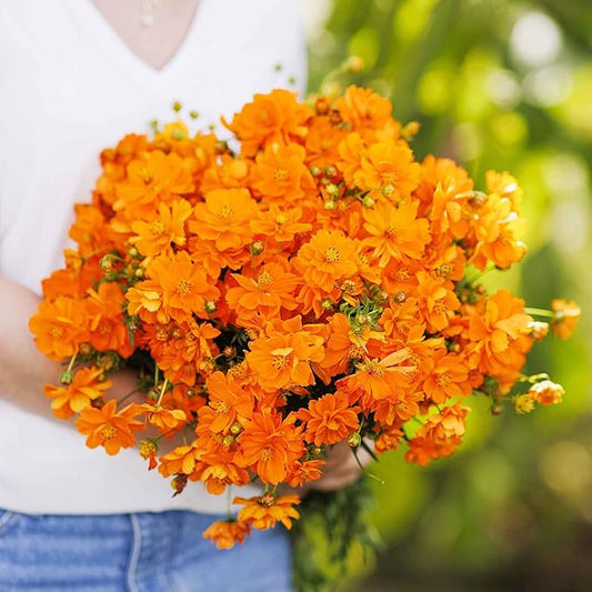 Eden Brothers Sulphur Cosmos Seeds - Crest Orange