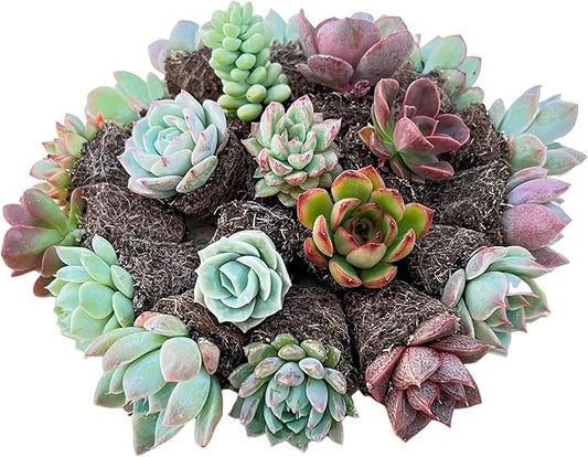 Sprout N Green 5 Assorted Succulents with Root, 5 Different Varieties Live Plants Collection, Without Plant Pot, Great for Gardener Beginner, DIY Projects, Wedding Party Favor, Easy to Care