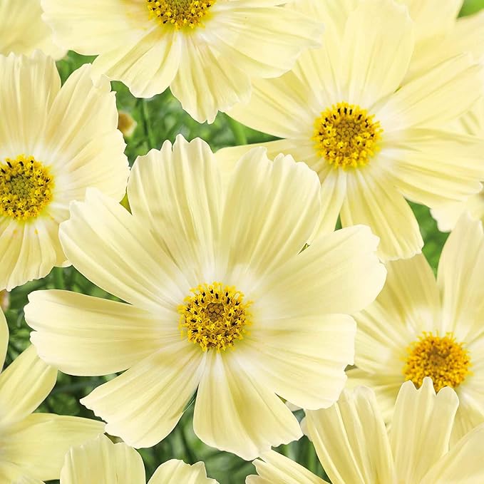Eden Brothers Cosmos Seeds - Lemonade
