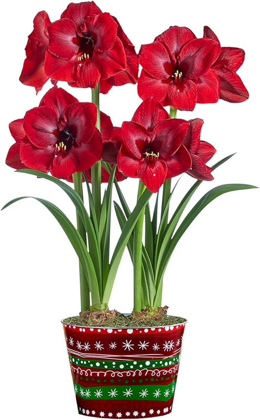 BRECK'S - Miracle Red Flowering Amaryllis Indoor Winter Flowering Gift Kit - Two dormant Bulbs pre-Planted in a Decorative Planter