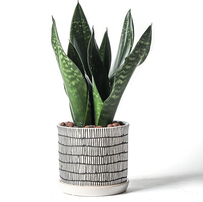 5.8 Inch Plant Pot: Ceramic Planter with Drainage Hole & Saucer - Cylinder Flowerpot for Indoor & Outdoor Plants - with Separate Tray for Home & Office - Striped Design
