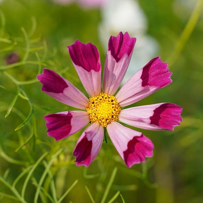 Eden Brothers Cosmos Seeds - Seashells Mix